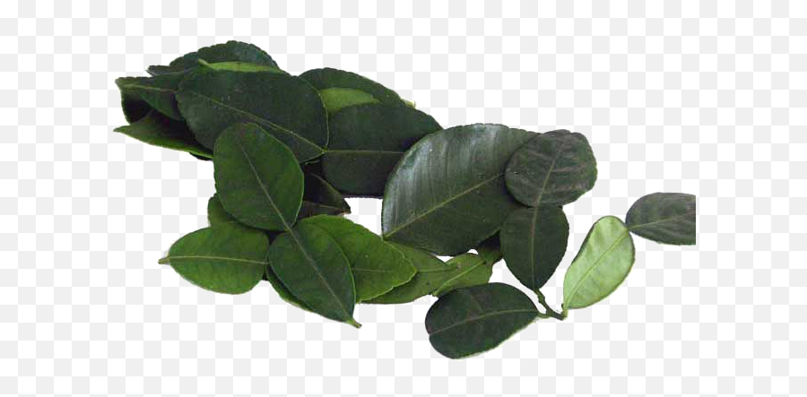 Kaffir Lime Leaves Transparent Background Png Png Arts - Dark Green Tree Leaves Emoji,Leaves Transparent Background