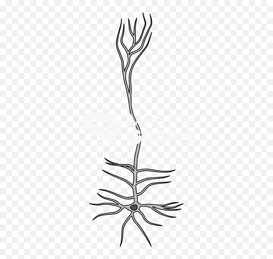 Thalamus Cortex Claustrum - Mind The Graph Emoji,Roots Clipart Black And White