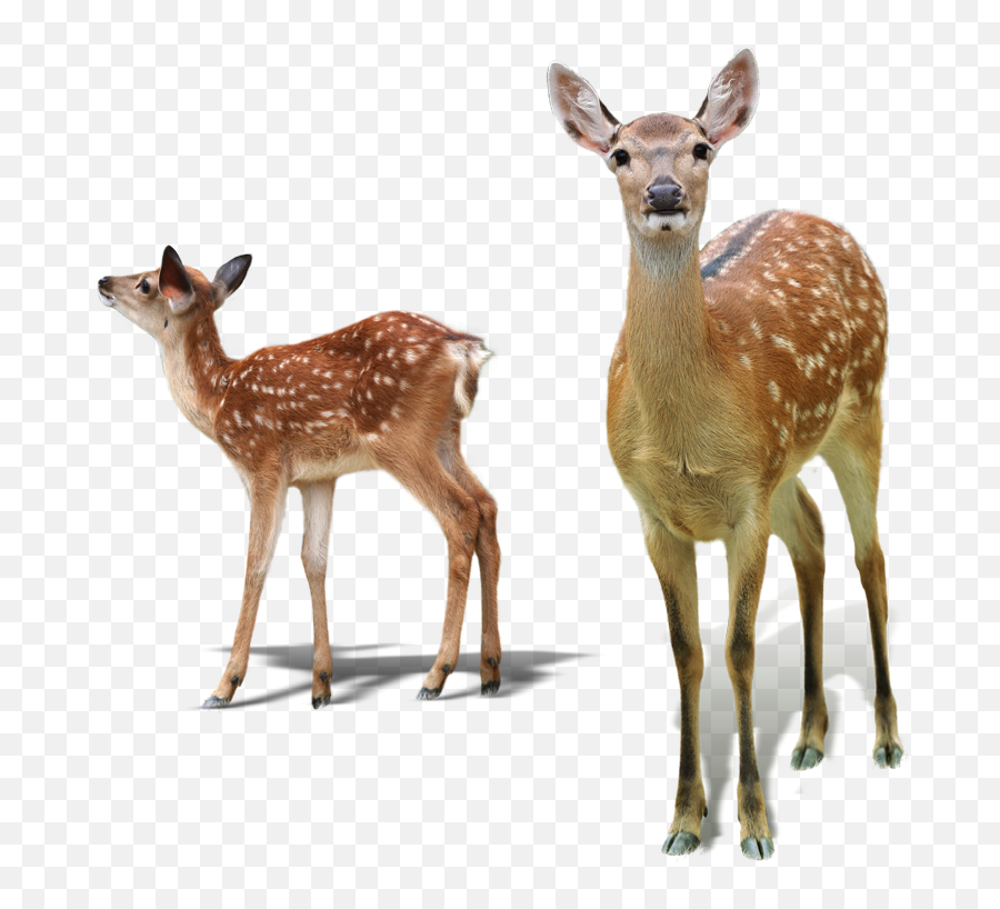 White - Tailed Deer Red Deer Sika Deer Tiger Deer Png Deer With Baby Png Emoji,Deer Png