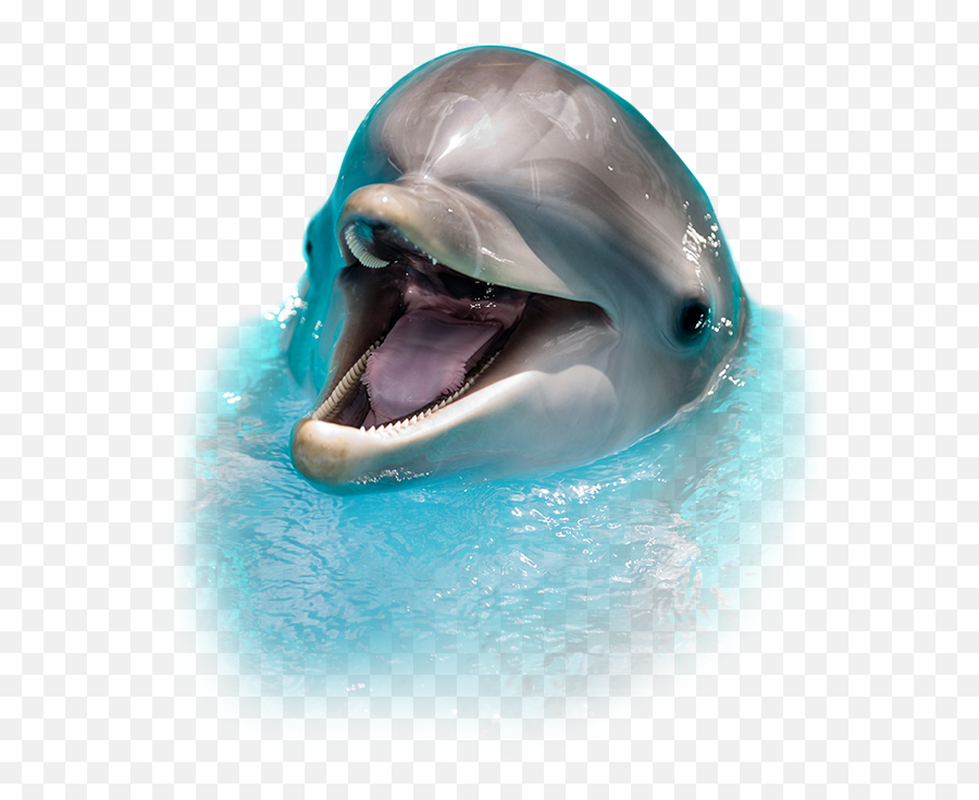 Dolphin Png Dolphin Fish Clipart Free - Dolphin Png Emoji,Dolphin Png