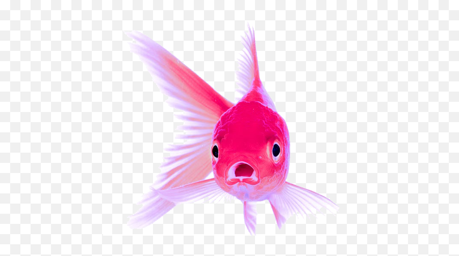 Fighter Fish Price In India Clipart - Full Size Clipart Emoji,Goldfish Cracker Png