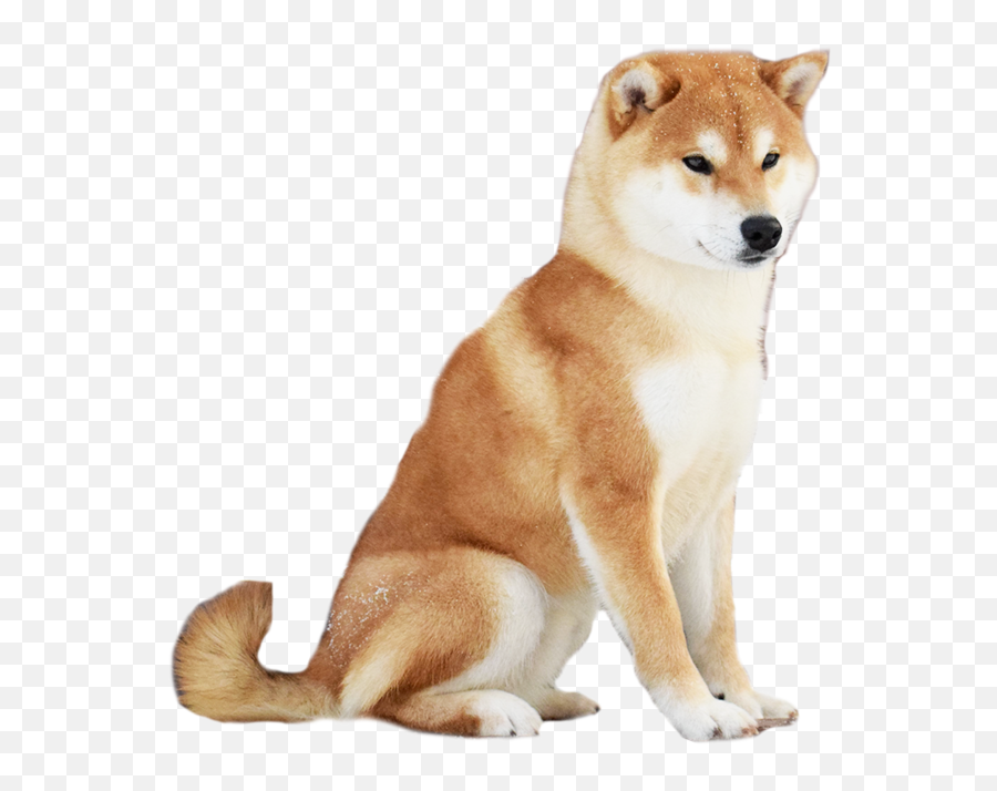 Dog Dog Shikoku Sakhalin Husky Clipart - Hokkaido Dog Emoji,Husky Clipart