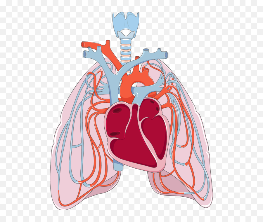 Download Png Transparent Library Heart - Heart And Lungs Png Emoji,Lungs Clipart