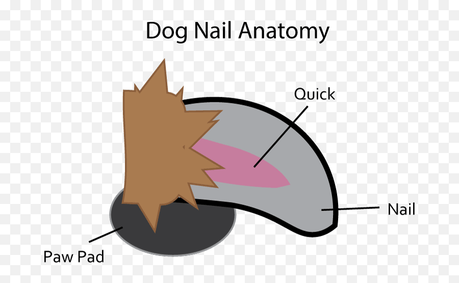 Library Of Dog Nail Clip Art Black And - Animal Nail Anatomy Emoji,Nail Clipart