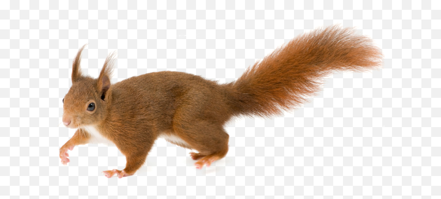 Squirrel Png - Red Squirrel Emoji,Squirrel Png