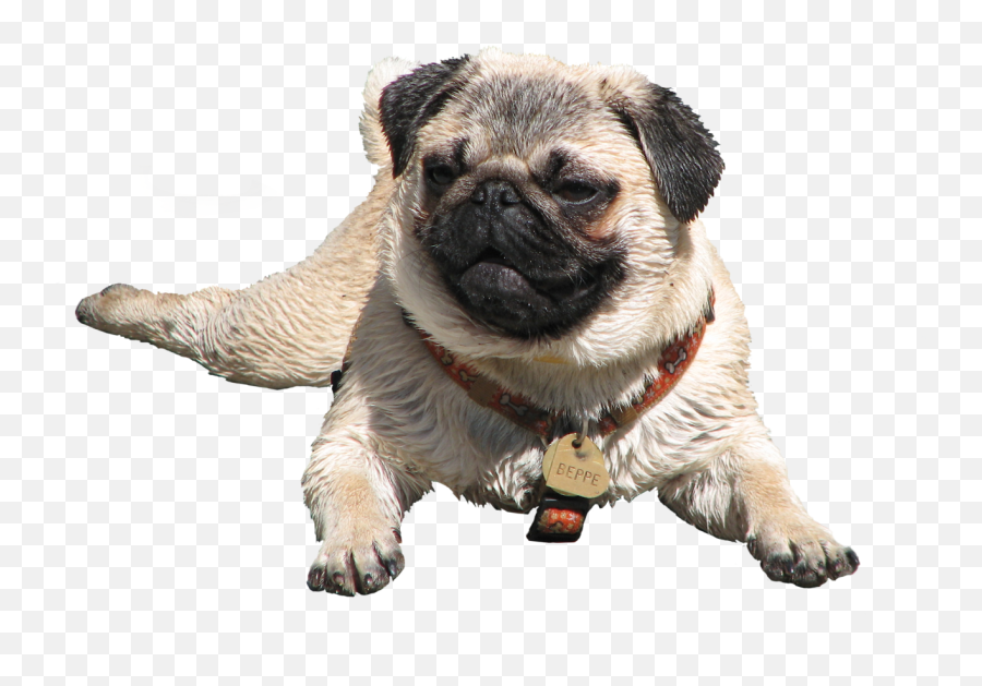 Pug Transparent Png - Dog In Transparent Background Emoji,Dog Transparent Background