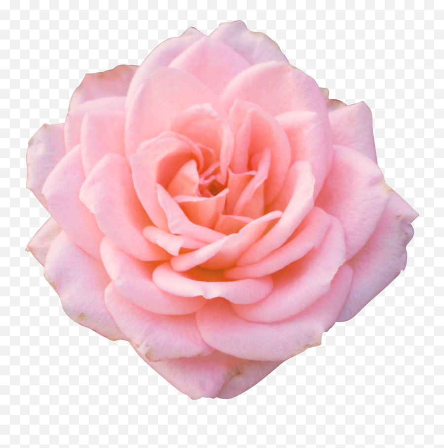 Pink Flower Png Transparent - Pink Flower Png Hd Rose Emoji,Pink Flower Png