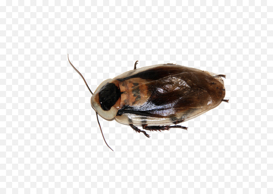 Cockroach Insect Imago Blaberus Png Emoji,Cockroach Png