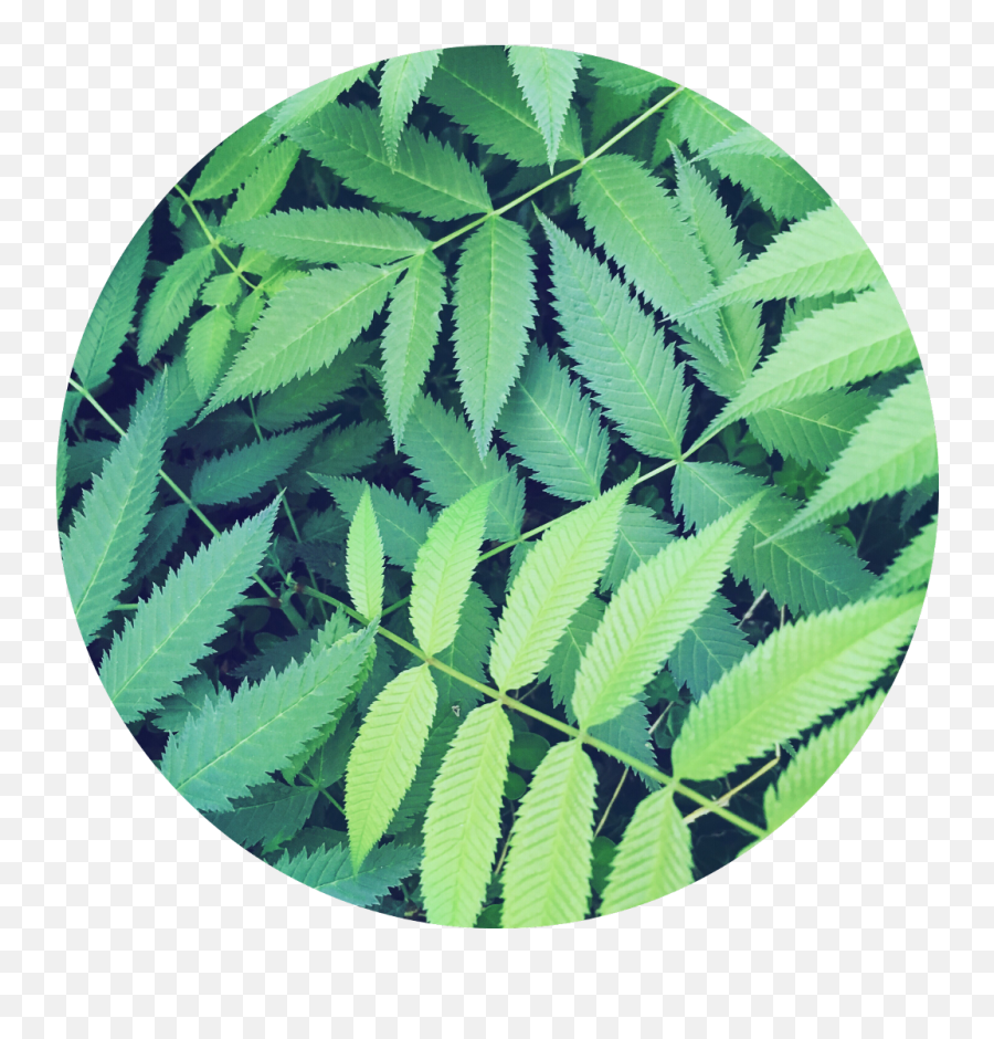 Green Leaves Nature Circle Background - Circle Background Plants Transparent Emoji,Jungle Leaves Png