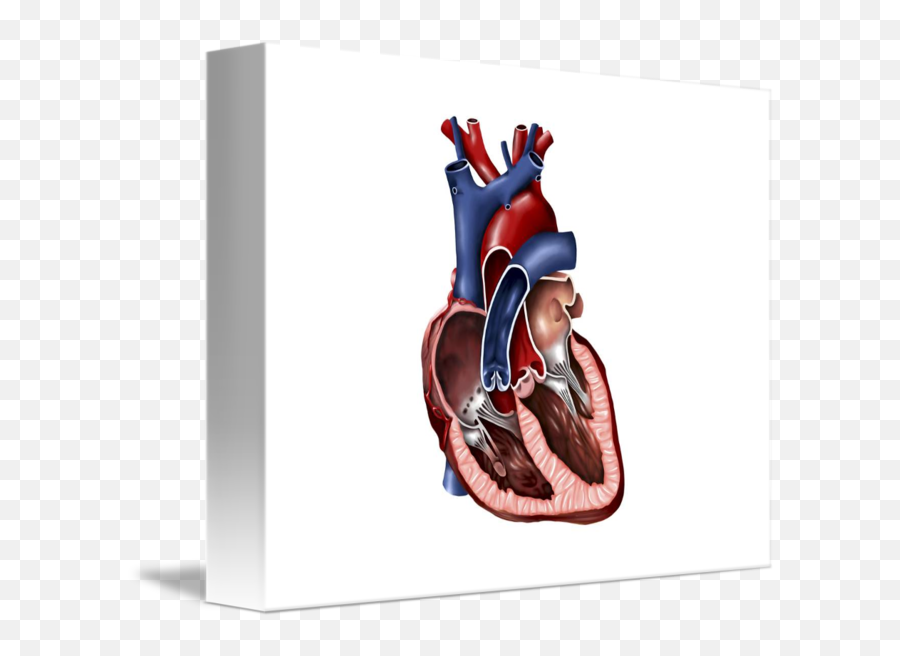 Cross Section Of Human Heart By Stocktrek Images - Human Heart 3d Cross Section Emoji,Human Heart Png