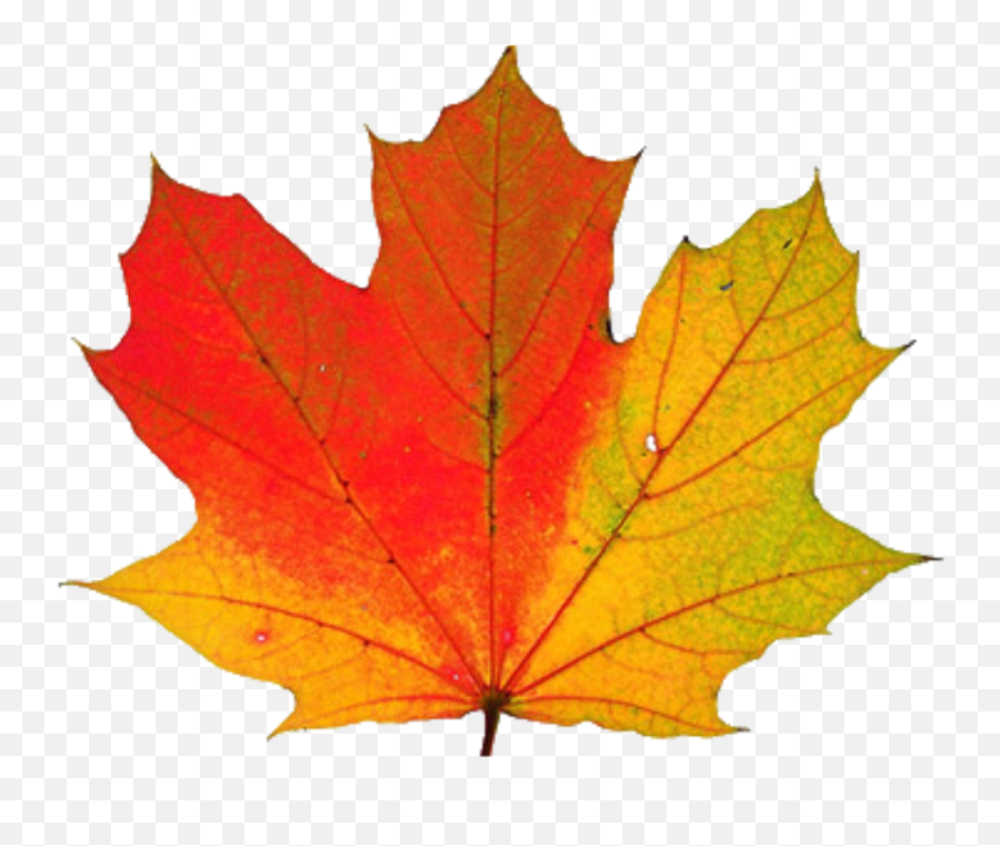 Thanksgiving Transparent Hq Png Image - Most Beautiful Leaf In The World Emoji,Thanksgiving Transparent
