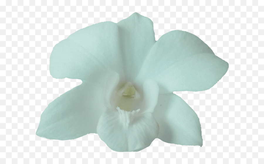 White Dendrobium Orchids Fresh Orchid Flowers Delivery Emoji,Box Top Clipart