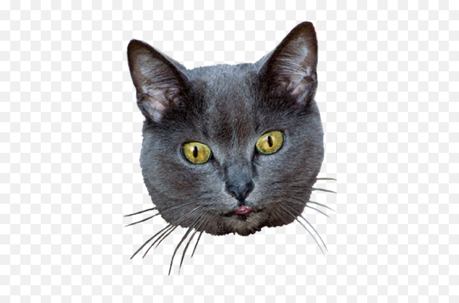 Ultimate Cat - Cat Head Transparent Background Full Size Emoji,Head Transparent