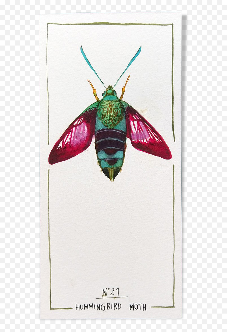 Original Drawing Insects Cabinet Of Curiosities Humming Bird Emoji,Moth Meme Png