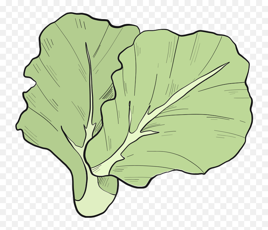 Lettuce Clipart - Lettuce Clipart Emoji,Lettuce Clipart