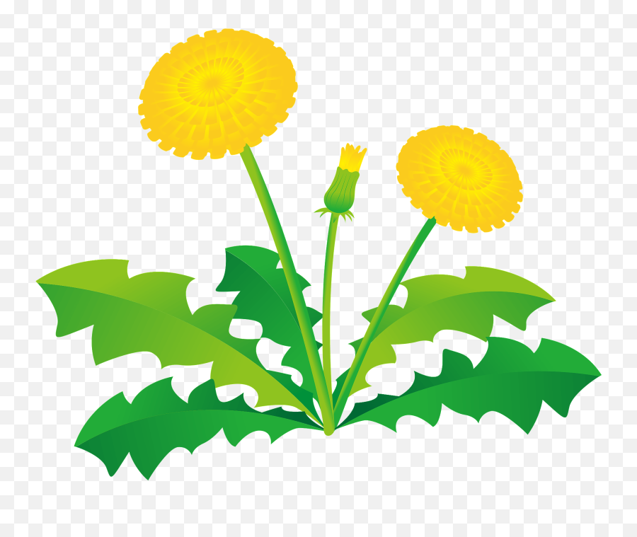 Dandelion Flower Clipart Free Download Transparent Png Emoji,Dandelion Clipart