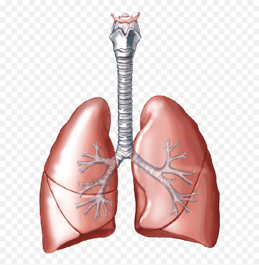 Free Lungs Png Transparent Images - Respiration Lungs Emoji,Lungs Clipart