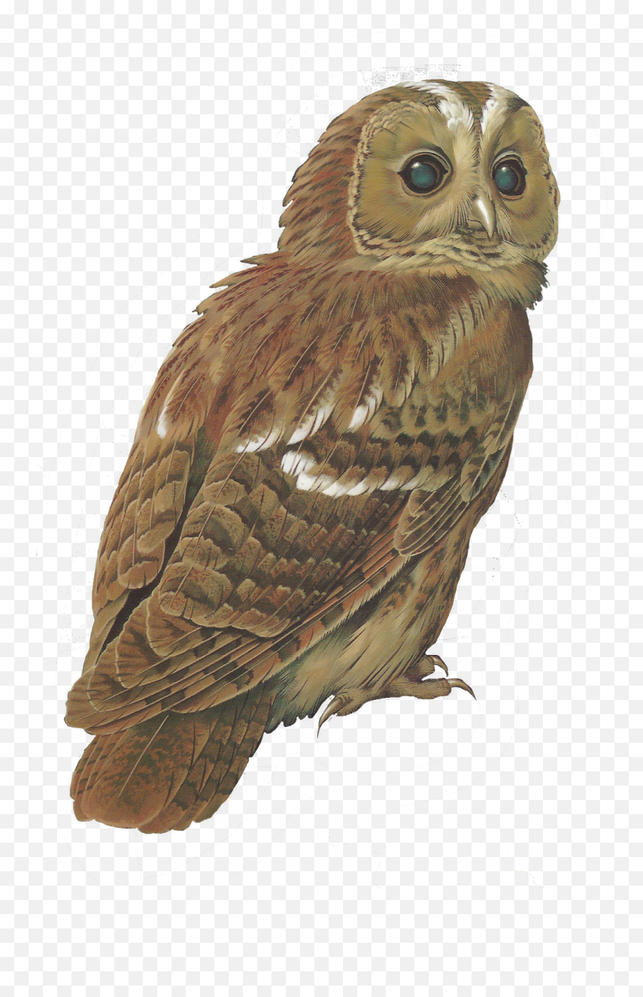 Barred Owl Clipart Tawny Owl - Transparent Background Barn Barred Owl Png Emoji,Owl Transparent Background