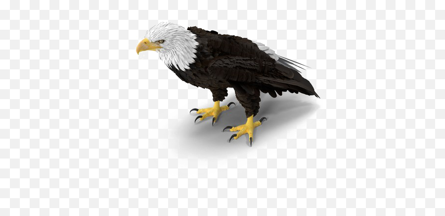 Bald Eagle Png Download Image Png Arts - Png Bald Eagle Emoji,Bald Eagle Png
