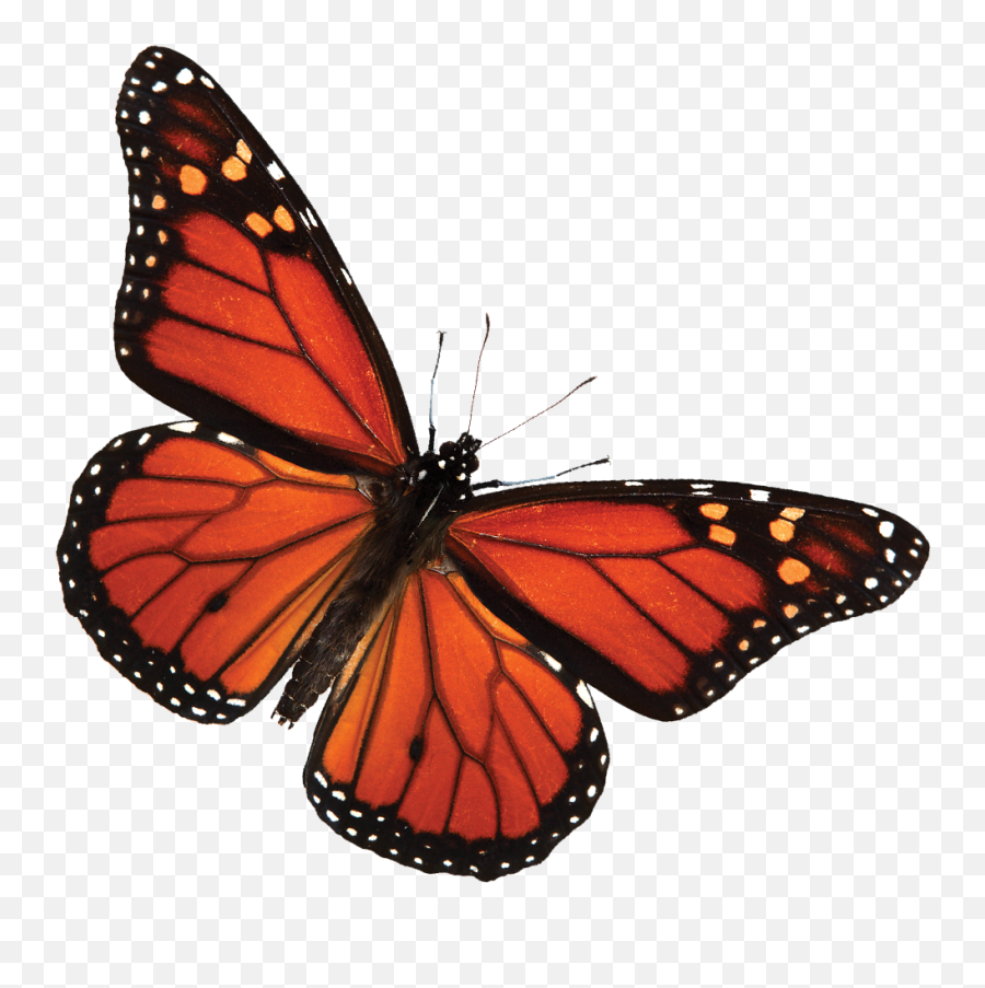 Monarch Fest Caterpillar Adoption Zoom Presentation Session Emoji,Monarch Butterfly Transparent Background