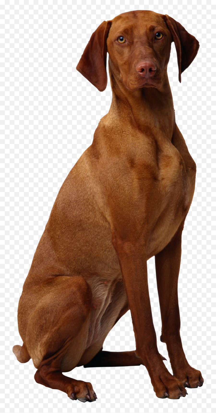 Transparent Background Brown Dog - Brown Dog Transparent Background Emoji,Dog Transparent