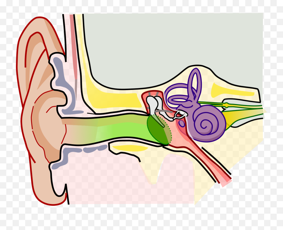 Human Ear Parts Structure Clipart - Structure Of The Ear Clipart Emoji,Ear Clipart