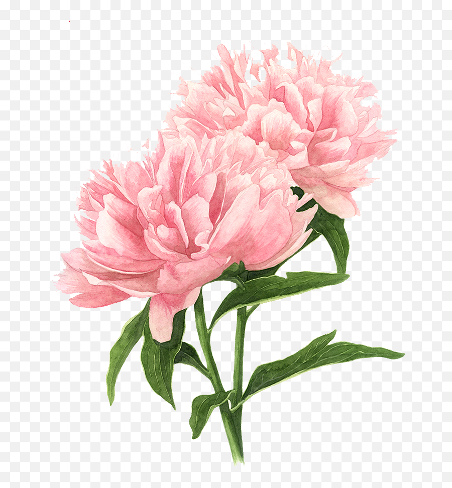 Download Pink Peony Watercolor Flowers Painting Drawing - Fleurs Roses Dessin Emoji,Flower Drawing Png