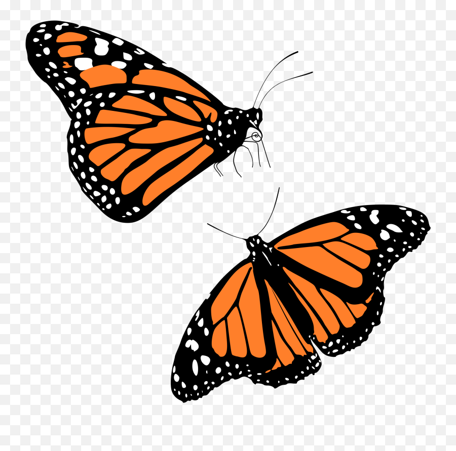 Monarch Butterfly Gallery For Butterfly Graphics Clip Art Emoji,Moth Clipart Black And White