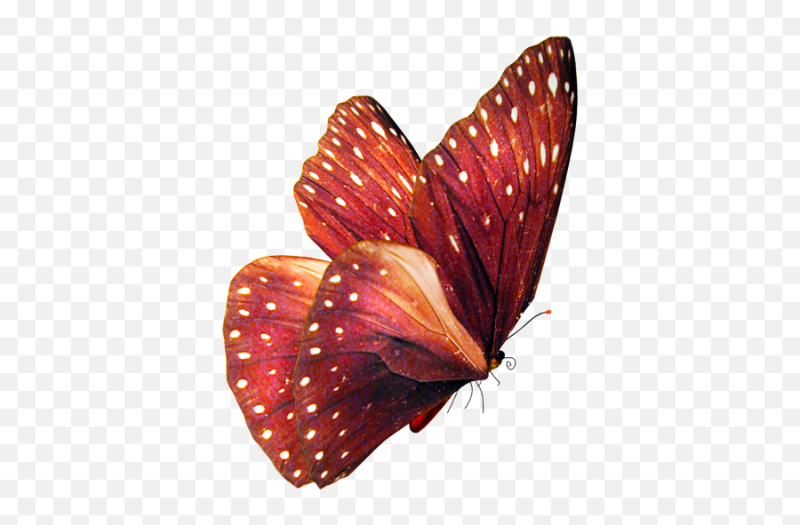 Beautiful Pink Butterfly Put Design Arrangement - 28251 Emoji,Butterfly Transparent Png