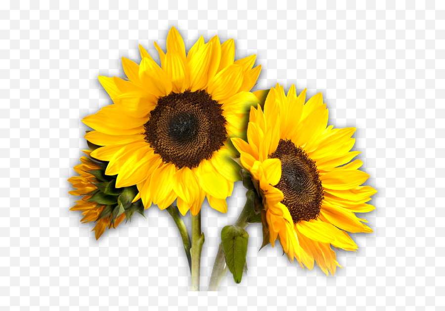 Sunflower Png Photos - Fondo De Girasoles Png Emoji,Sunflower Png