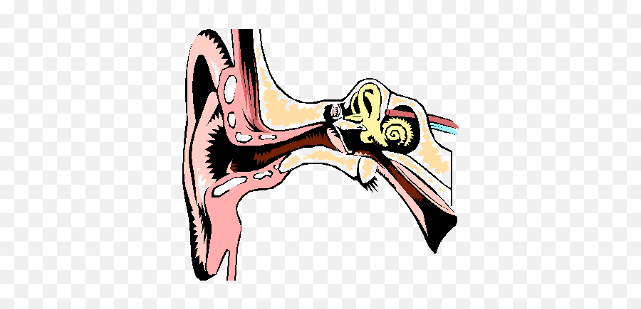 Left Ear Clipart Free Clip Art Images - Ear Diagram In Clip Art Emoji,Ear Clipart