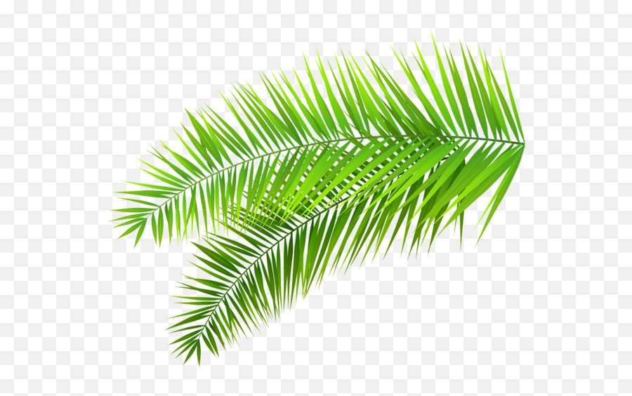 Download Palm Palms Leaf Plants Green Tumblr Editpng Pngedit - Transparent Transparent Background Palm Leaves Emoji,Leaves Transparent Background