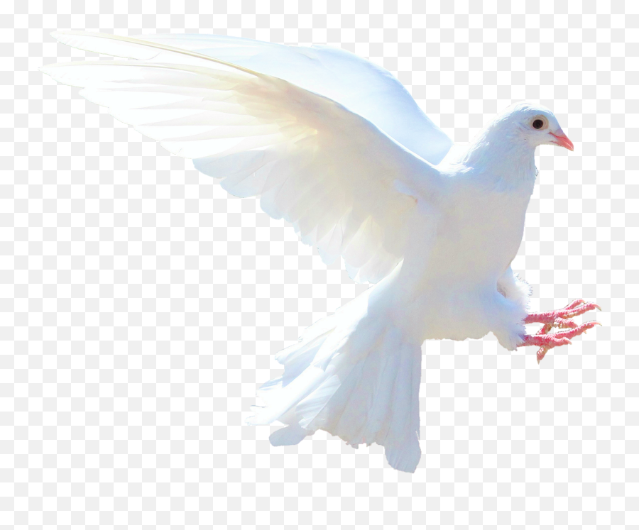 White Dove Over Troubled Waters - Transparente Paloma Blanca Png Emoji,White Dove Png