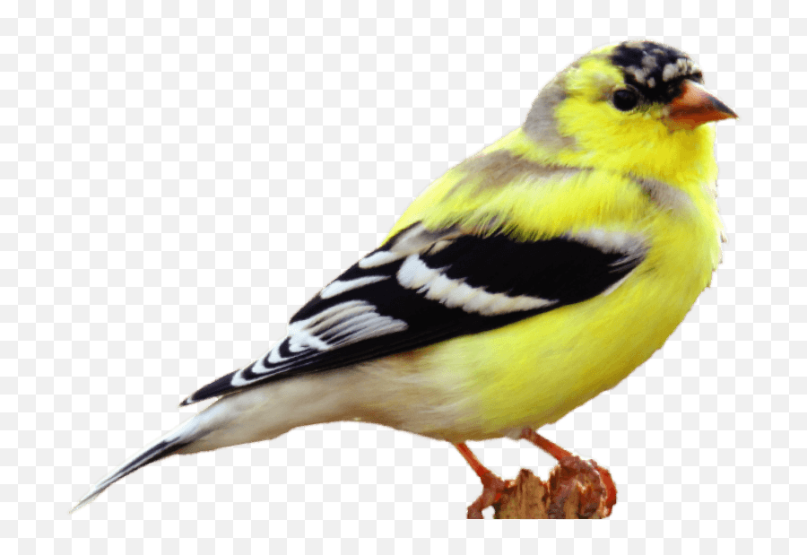 Bird Feeders Seed - American Goldfinch No Background Emoji,Black Canary Logo