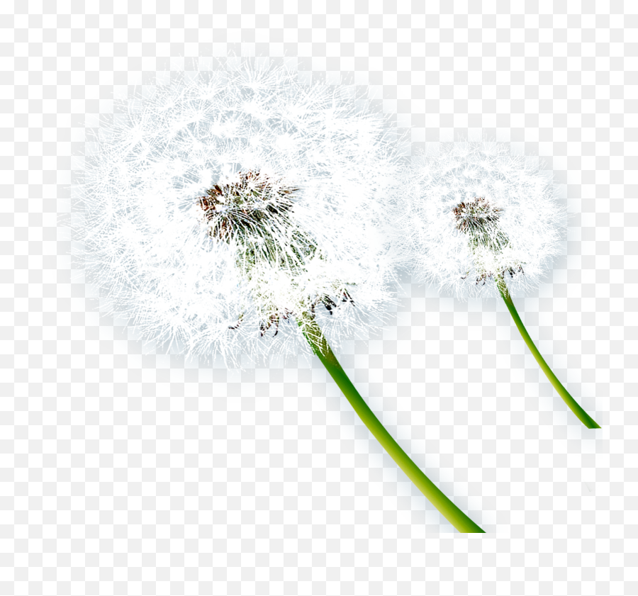 Download Music Notes Png For Free Download - Dandelion Png Common Dandelion Emoji,Dandelion Png