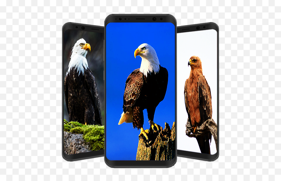 Updated 9 Best Eagle Wallpaper Hd App Not Working Down Emoji,Eagles Logo Wallpapers
