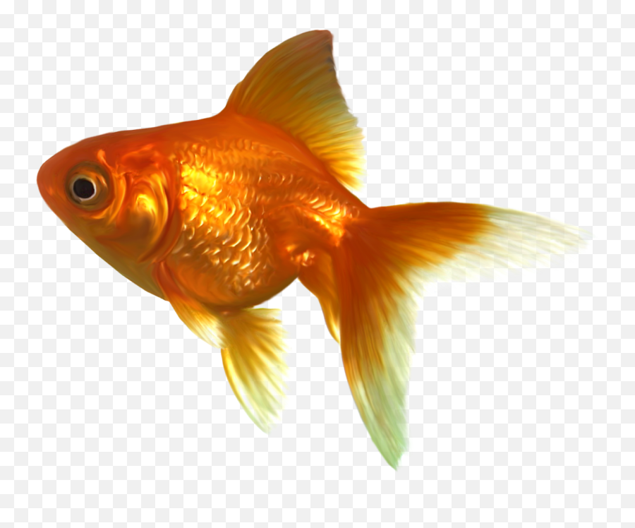 Free Goldfish Cliparts Download Free - Goldfish Png Emoji,Goldfish Clipart