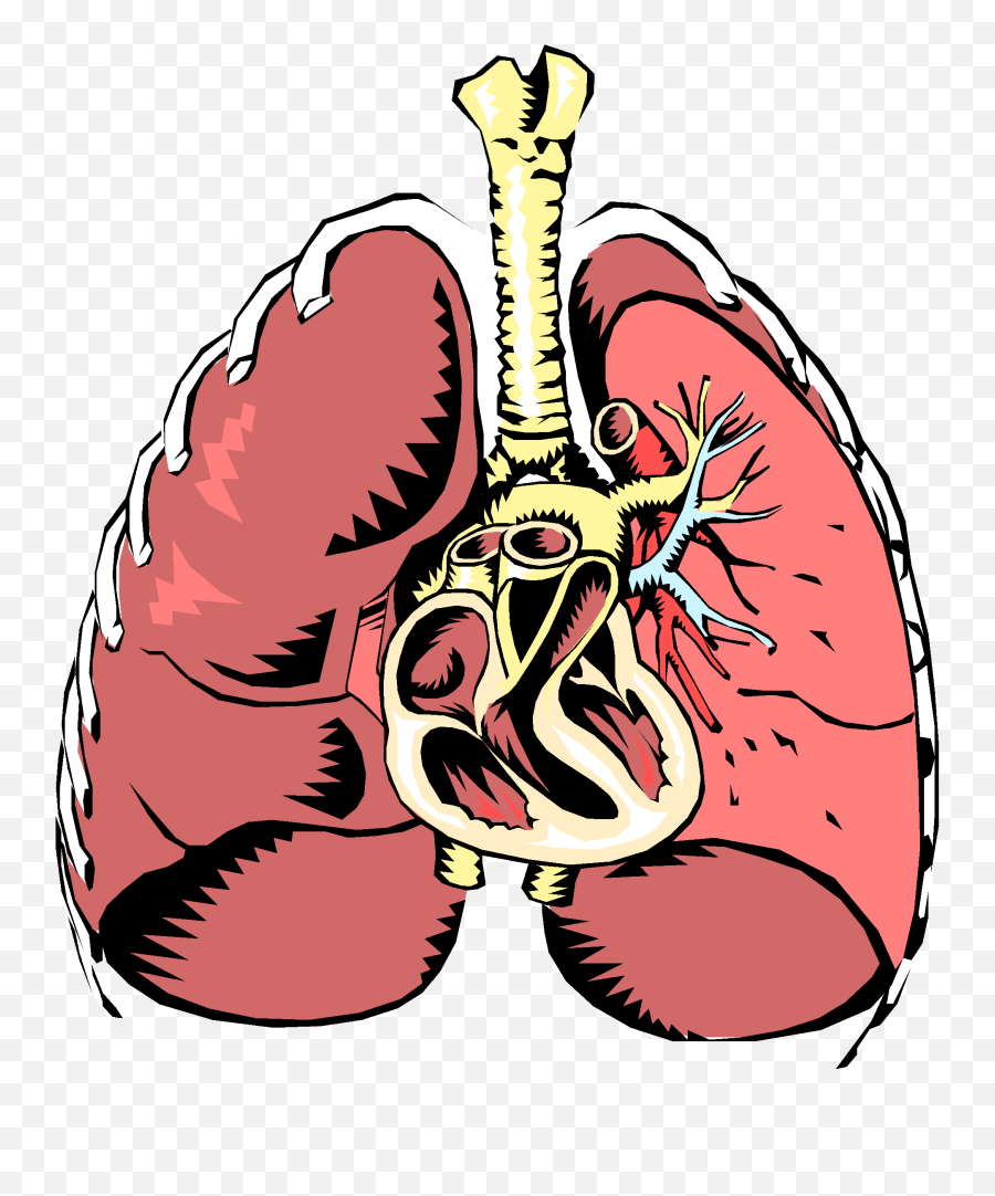 Lungs Clipart Respiration Lungs - Systemic Coronary And Pulmonary Circulation Emoji,Lungs Clipart