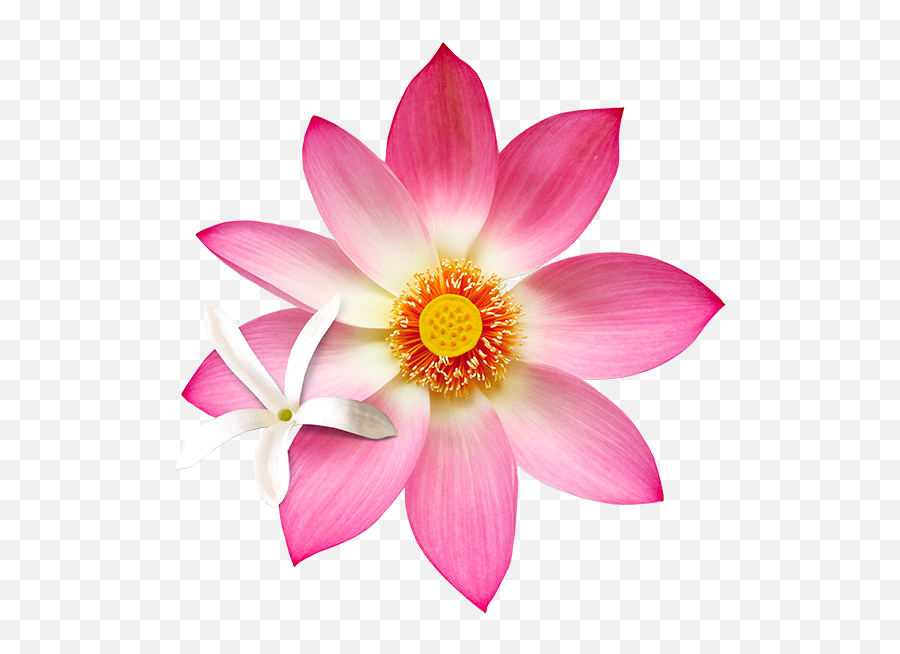 Jasmine And Lotus Flower Green Tea Organic - Fairtrade Four Emoji,Lotus Flower Png