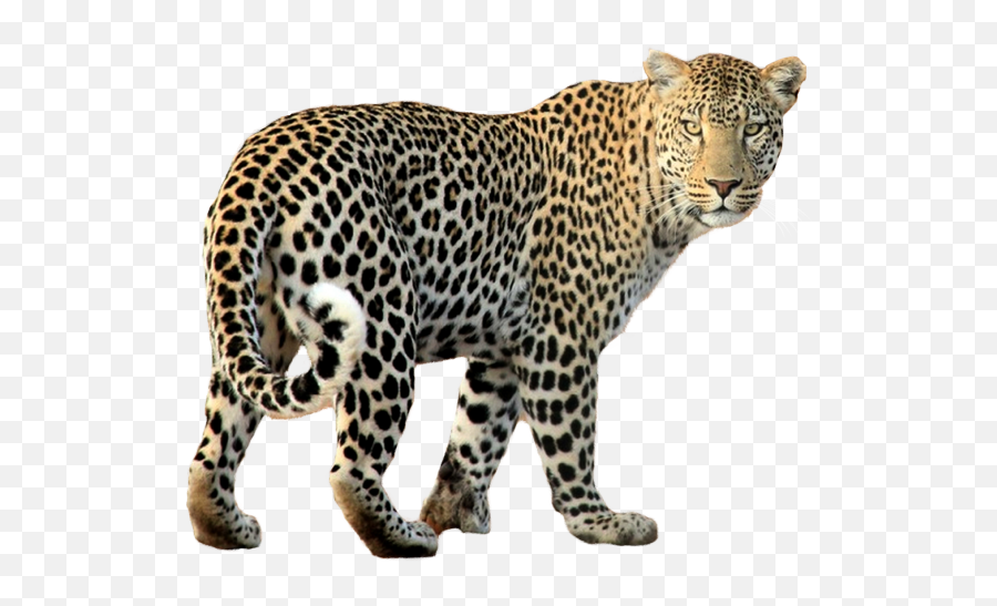 Leopard Png Transparent Images - Leopard Png Emoji,Leopard Clipart