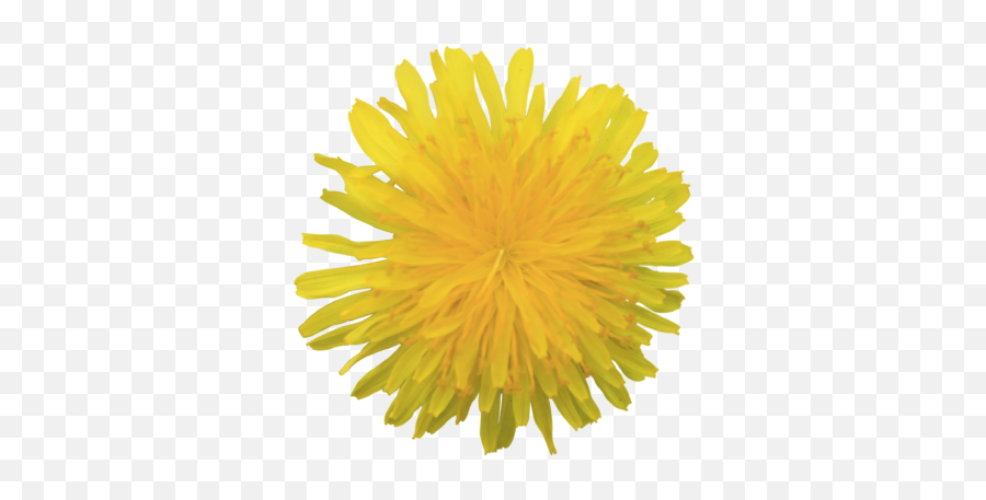 Yellow Fluffy Dandelion Flower - Bright Yellow Flower Transparent Background Emoji,Yellow Flower Transparent