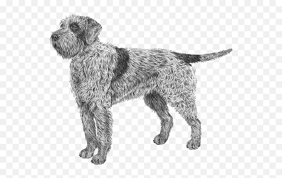 Wirehaired Pointing Griffons Dog Breed Info Photos Common Emoji,People Pointing Png