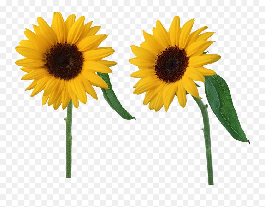 Sunflower Png Free Download 5 - Transparent Background Sun Flowers Png Emoji,Sunflower Png