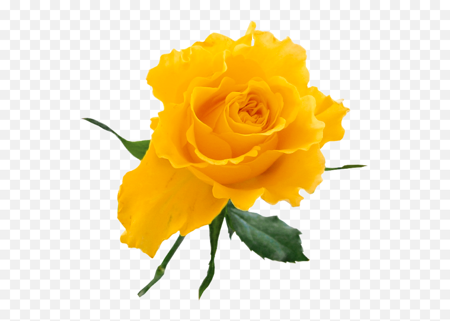 Yellow Rose Png Transparent Images Gallery Frre - Yellow Rose On Transparent Background Emoji,Rose Transparent Background