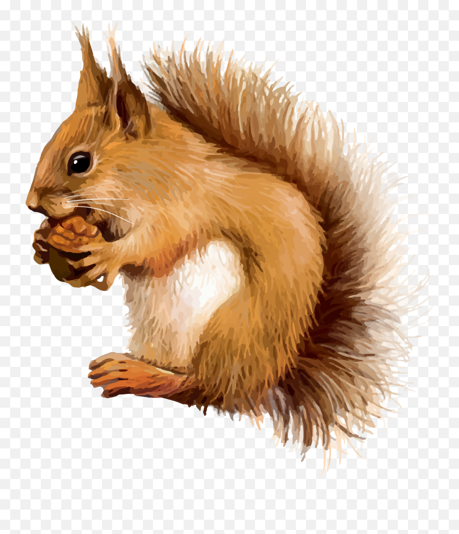 Red Squirrel Clip Art - Squirrel Png Download 23462628 Red Squirrel Clipart Transparent Emoji,Squirrel Clipart
