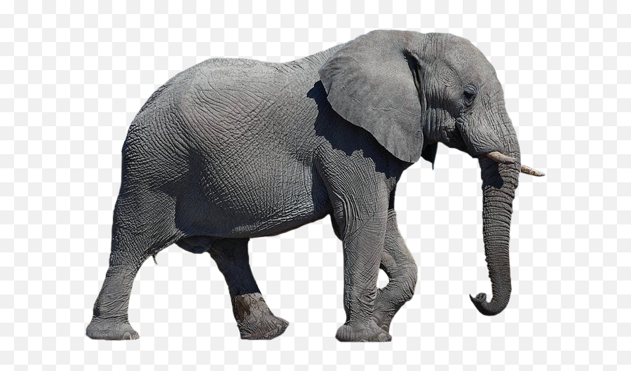 Elephant Transparent Background - Elephant Image In White Background Emoji,Elephant Transparent Background