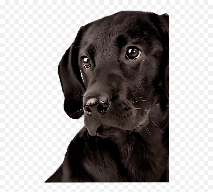 Free Black Labrador Dog Retriever Face Png - Getintopik Labrador Dog Png Black Emoji,Dog Face Png