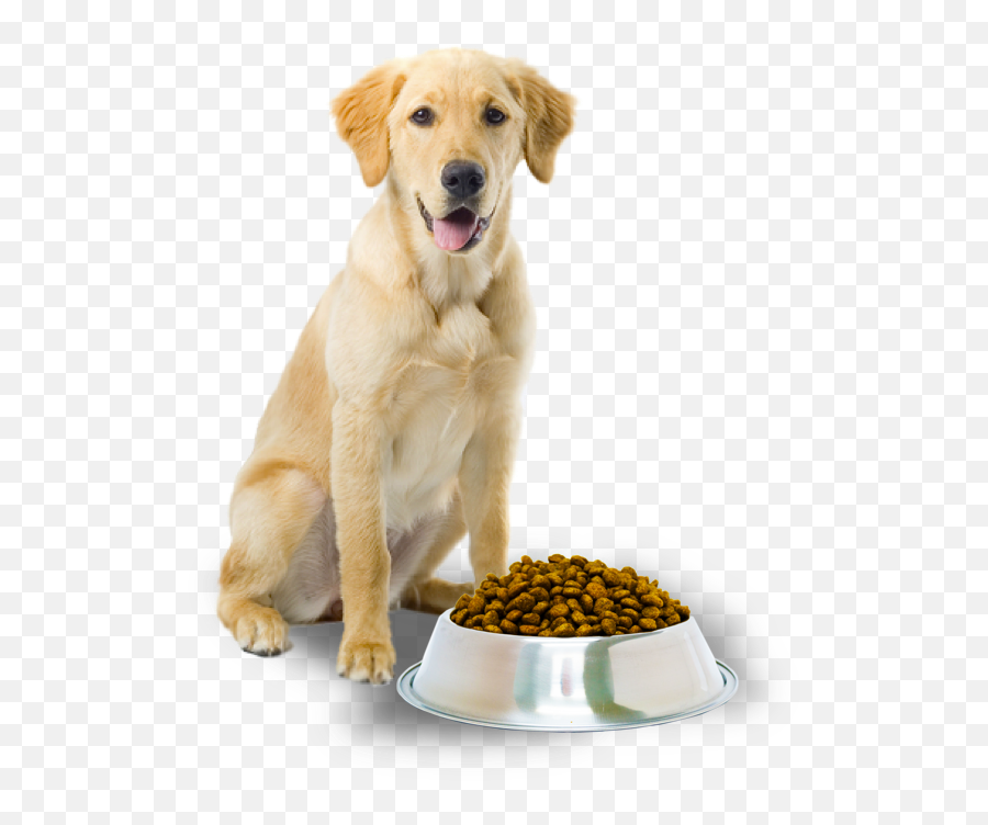 Download Food Pet Grooming Dog Cat Free Emoji,Dog Grooming Clipart