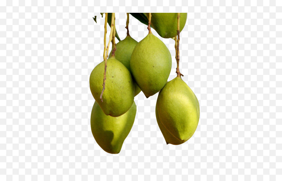 Download Free Fruits Transparent Images - Png Live Emoji,Hanging Of The Greens Clipart