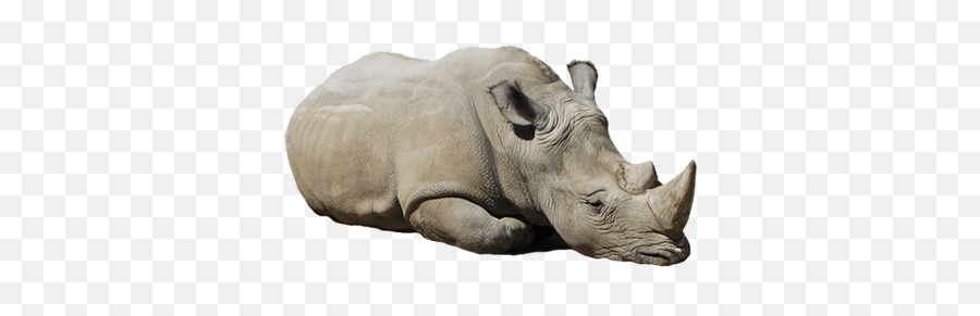 Rhinoceros Grey Transparent Png - Stickpng Emoji,Rhinoceros Clipart